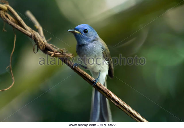 Black-naped Blue Monarch coloring #11, Download drawings