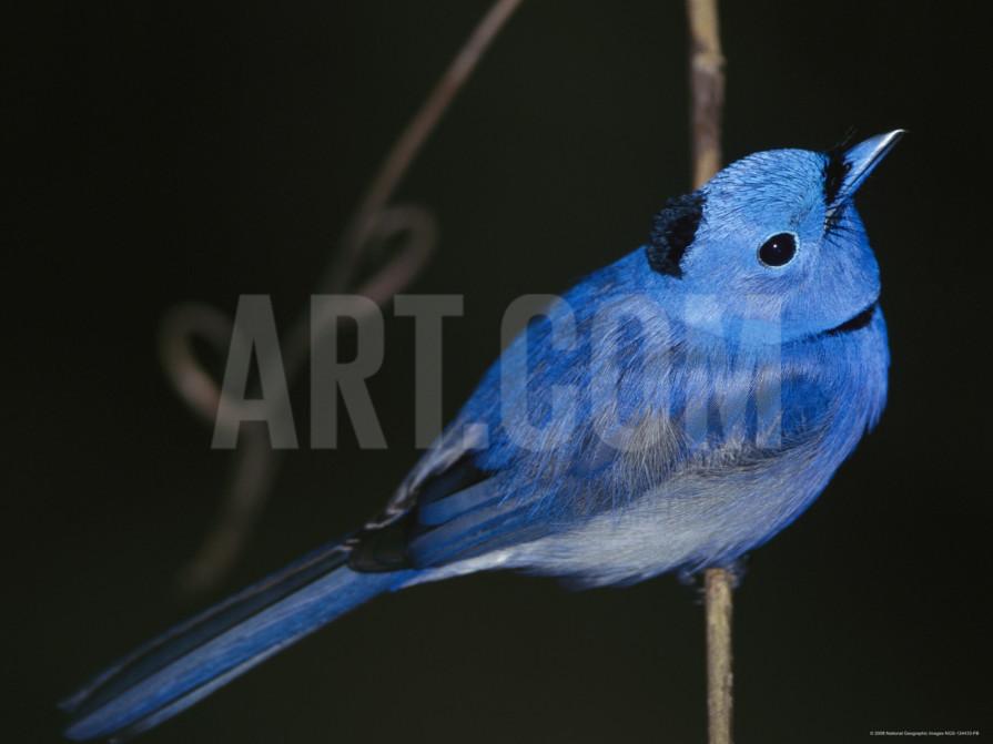 Black-naped Blue Monarch coloring #1, Download drawings