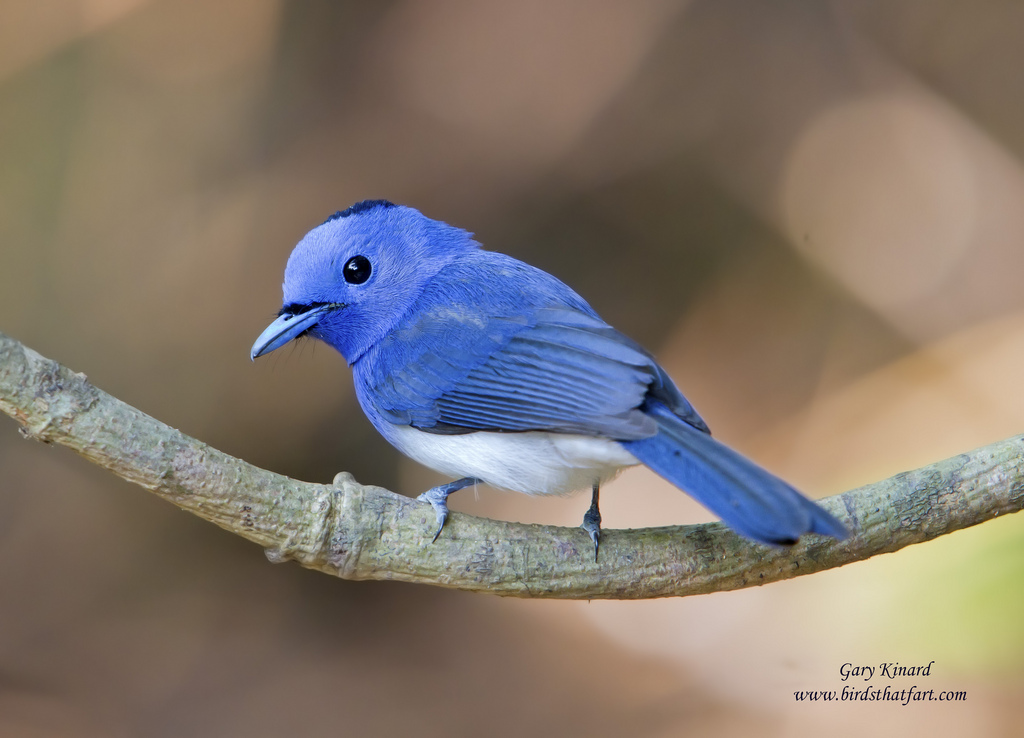 Black-naped Blue Monarch coloring #3, Download drawings