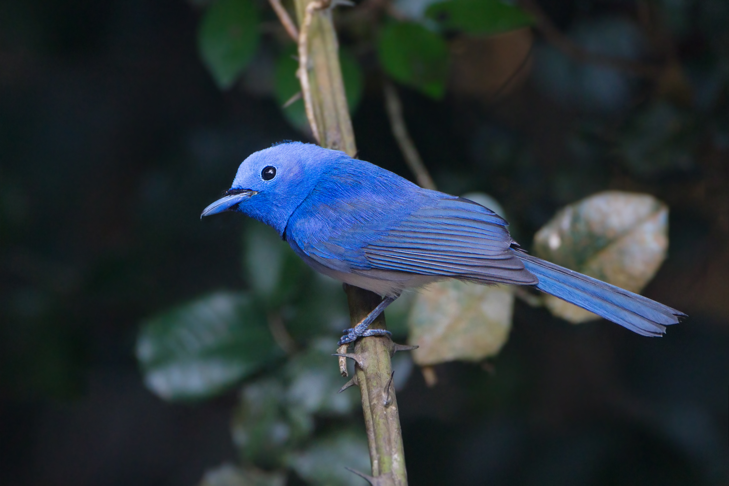 Black-naped Blue Monarch svg #20, Download drawings