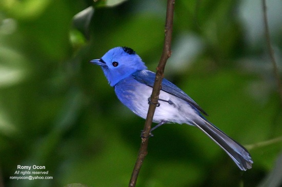 Black-naped Blue Monarch svg #16, Download drawings