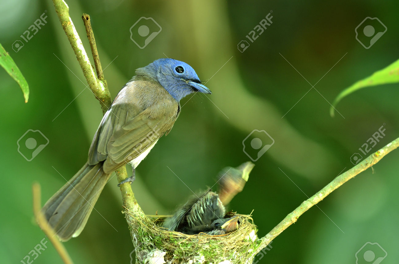 Black-naped Blue Monarch svg #2, Download drawings