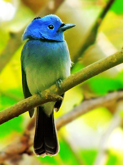 Black-naped Blue Monarch svg #4, Download drawings