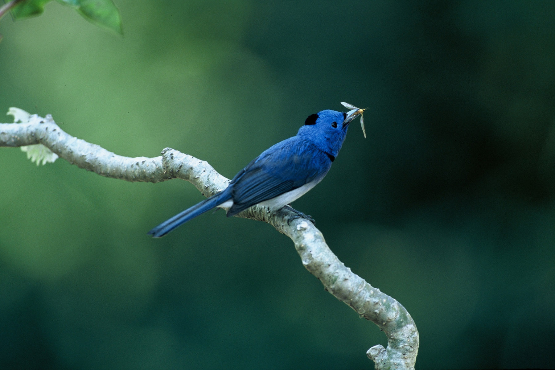 Black-naped Blue Monarch svg #18, Download drawings