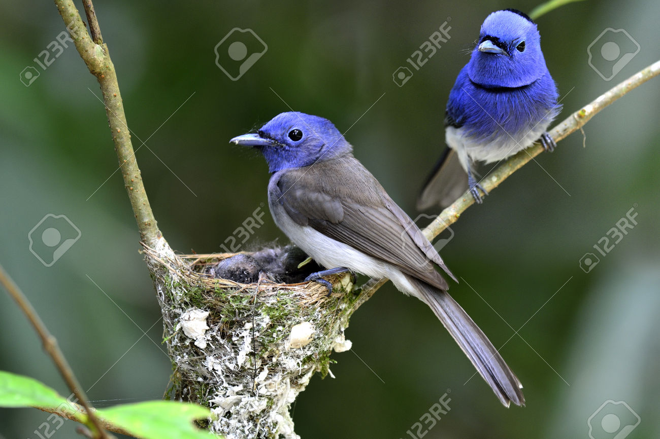 Black-naped Blue Monarch svg #17, Download drawings
