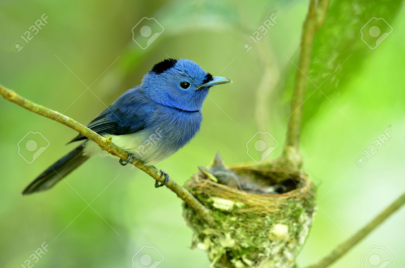 Black-naped Blue Monarch svg #14, Download drawings