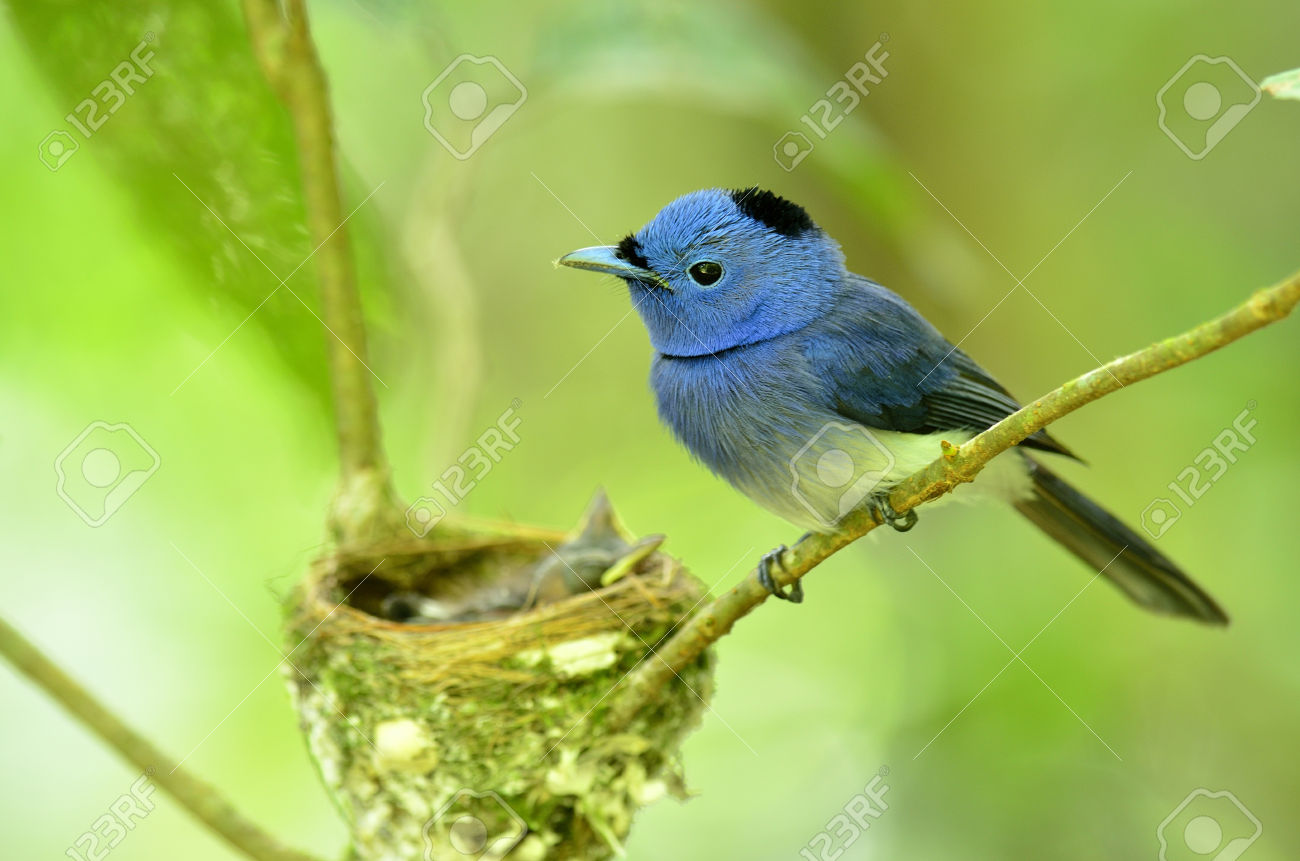 Black-naped Blue Monarch svg #13, Download drawings