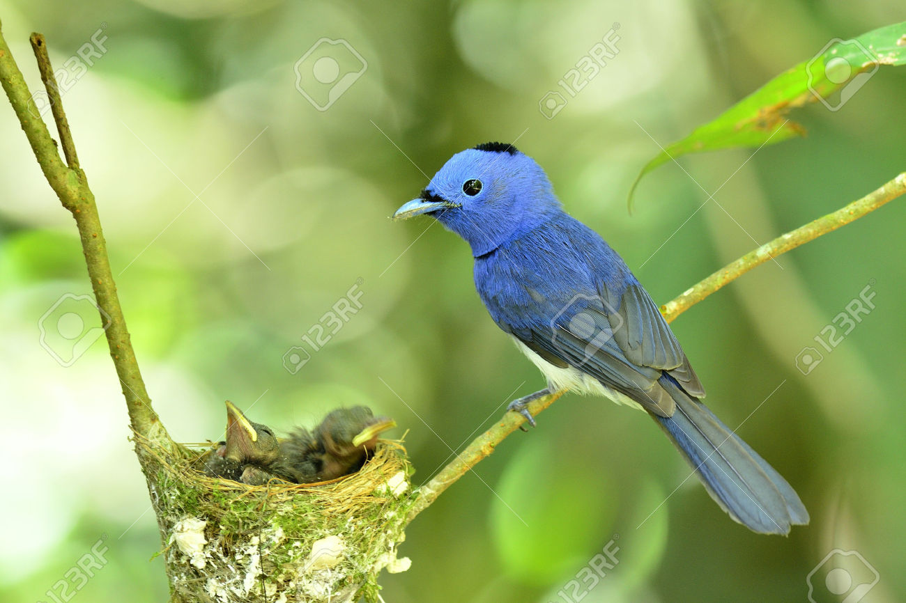 Black-naped Blue Monarch svg #12, Download drawings