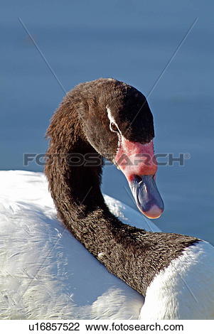 Black-necked Swan clipart #20, Download drawings