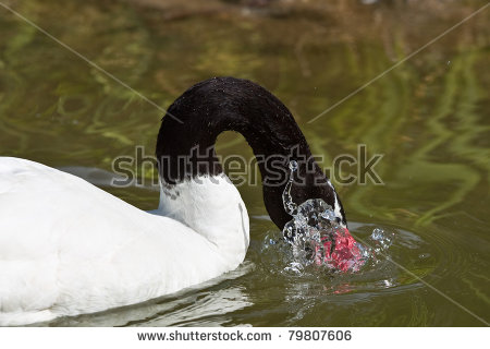 Black-necked Swan clipart #2, Download drawings