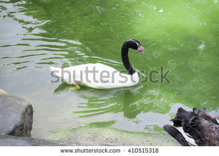 Black-necked Swan clipart #3, Download drawings