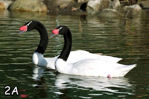 Black-necked Swan svg #2, Download drawings