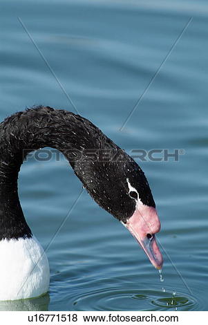 Black-necked Swan clipart #18, Download drawings