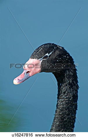 Black-necked Swan clipart #16, Download drawings
