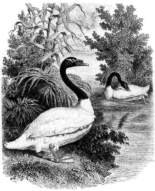 Black-necked Swan clipart #10, Download drawings