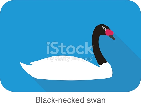 Black-necked Swan clipart #12, Download drawings