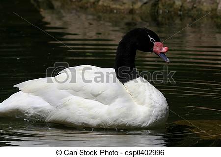 Black-necked Swan clipart #13, Download drawings