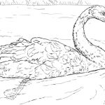 Black-necked Swan coloring #17, Download drawings