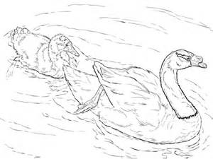 Black-necked Swan coloring #19, Download drawings