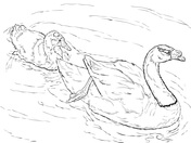 Black-necked Swan coloring #11, Download drawings