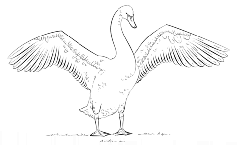 Black-necked Swan coloring #5, Download drawings