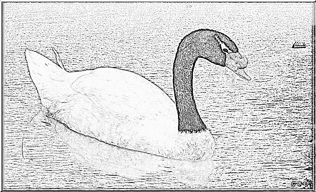 Black-necked Swan coloring #4, Download drawings