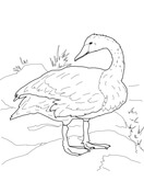 Black-necked Swan coloring #18, Download drawings