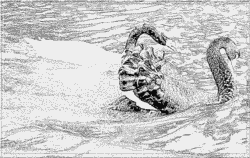 Black-necked Swan coloring #13, Download drawings
