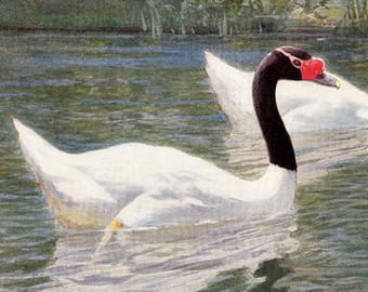Black-necked Swan svg #12, Download drawings