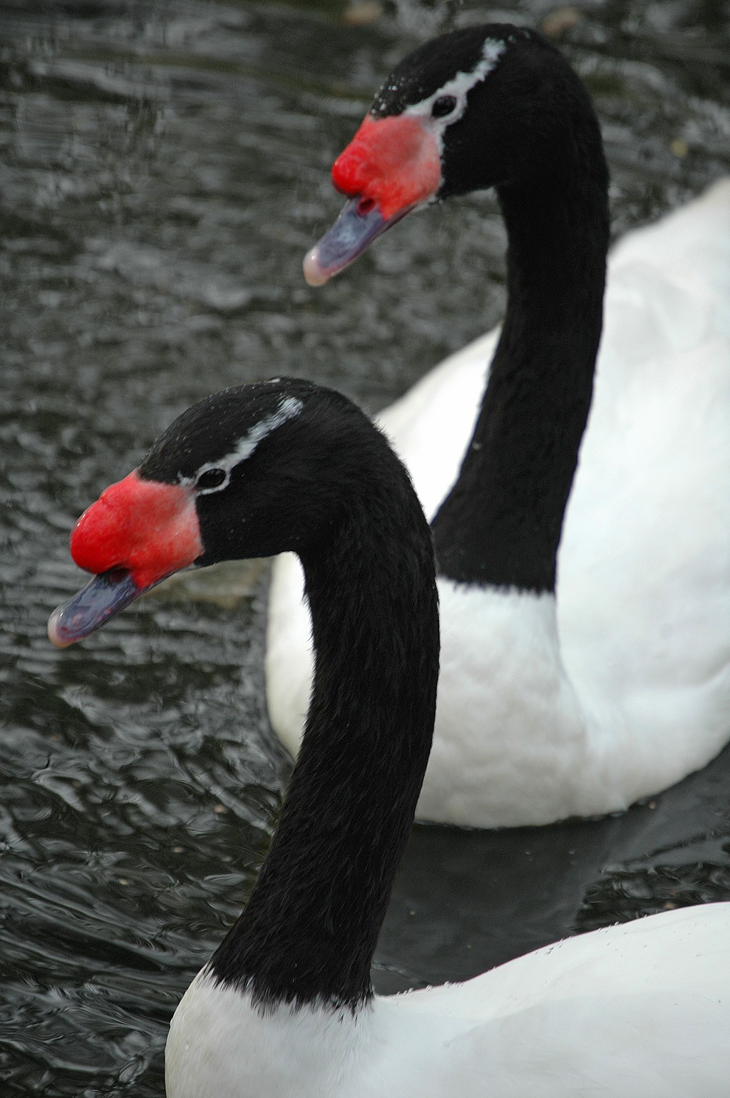 Black-necked Swan svg #9, Download drawings