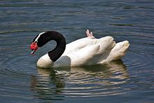 Black-necked Swan svg #18, Download drawings