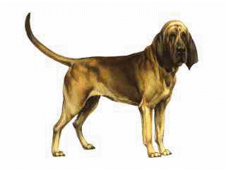 Bloodhound clipart #1, Download drawings