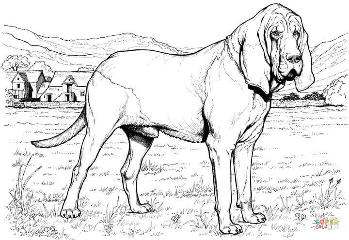 Bloodhound coloring #6, Download drawings