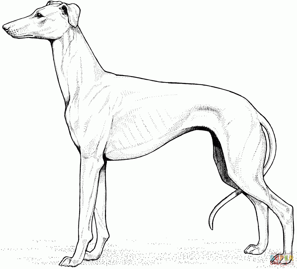 Bloodhound coloring #15, Download drawings