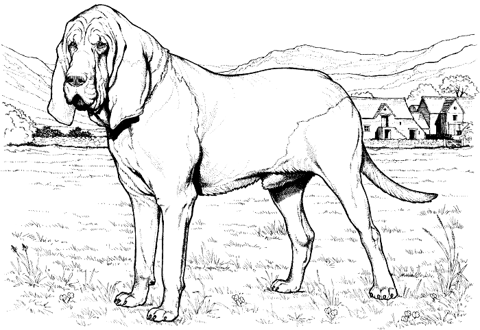Bloodhound coloring #17, Download drawings
