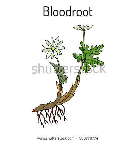 Bloodroot clipart #9, Download drawings