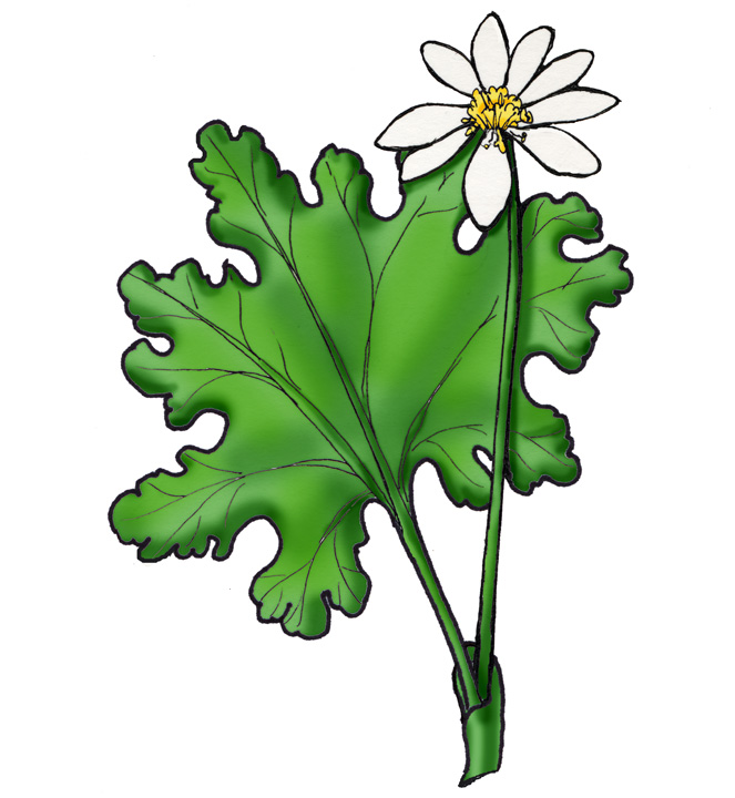 Bloodroot clipart #13, Download drawings
