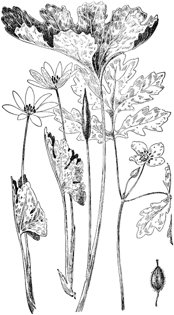 Bloodroot clipart #11, Download drawings