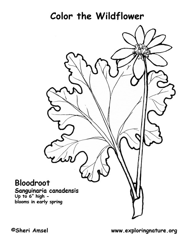Bloodroot coloring #19, Download drawings