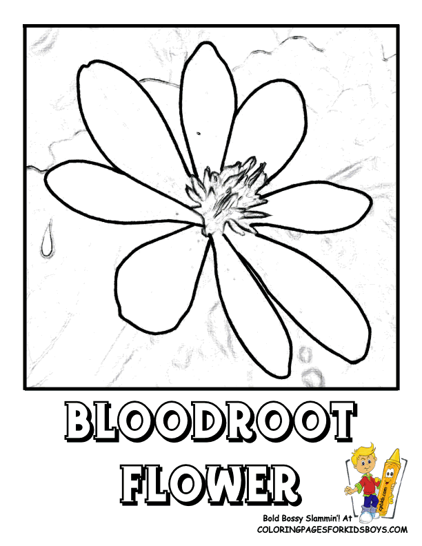 Bloodroot coloring #17, Download drawings