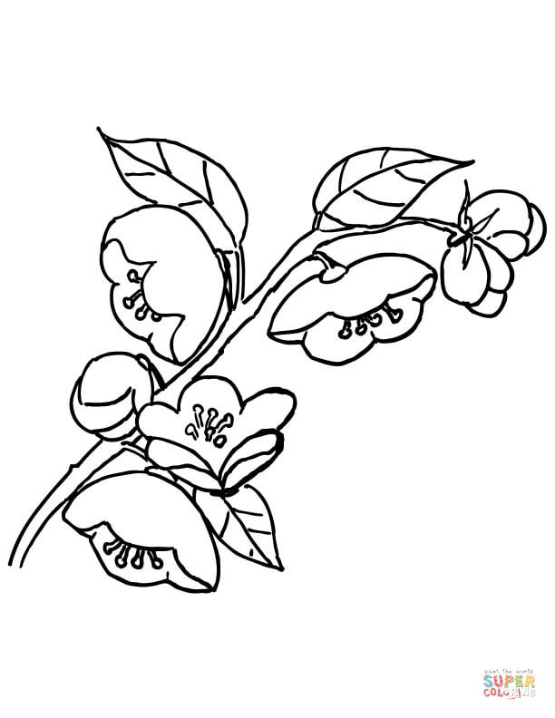 Apple Blossom coloring #7, Download drawings