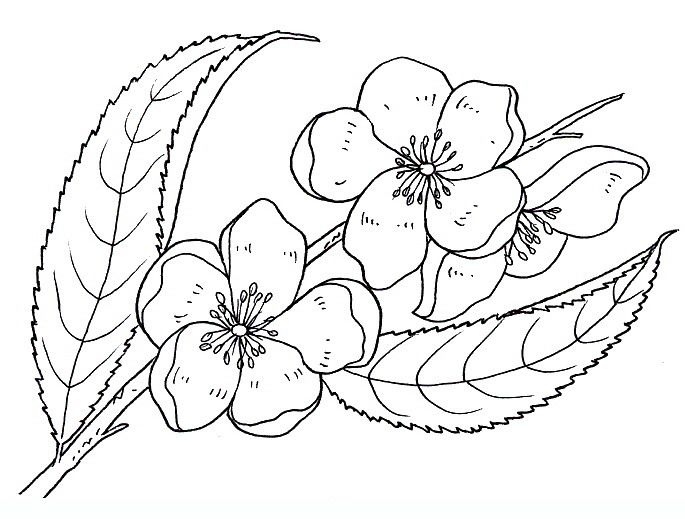 Peach Flower coloring #19, Download drawings