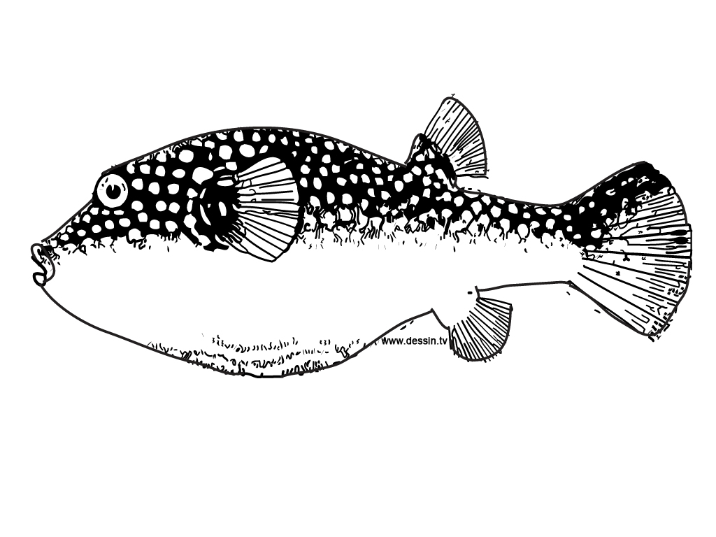 Blowfish coloring #16, Download drawings