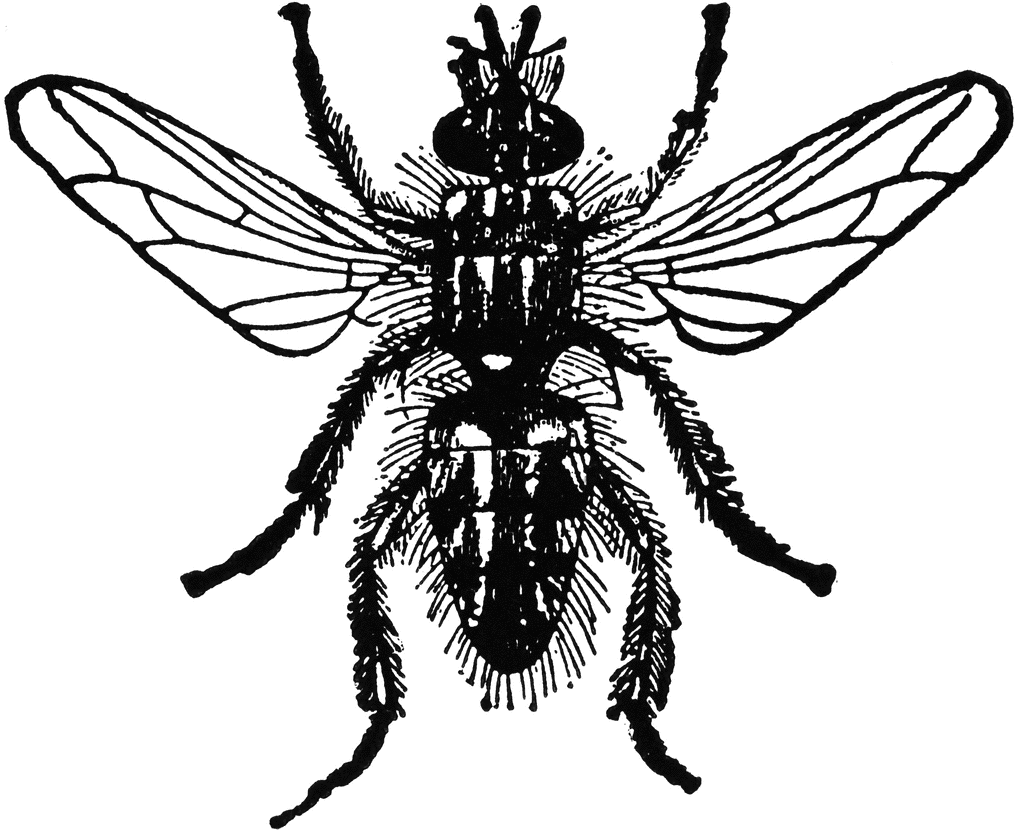Blowfly clipart #14, Download drawings
