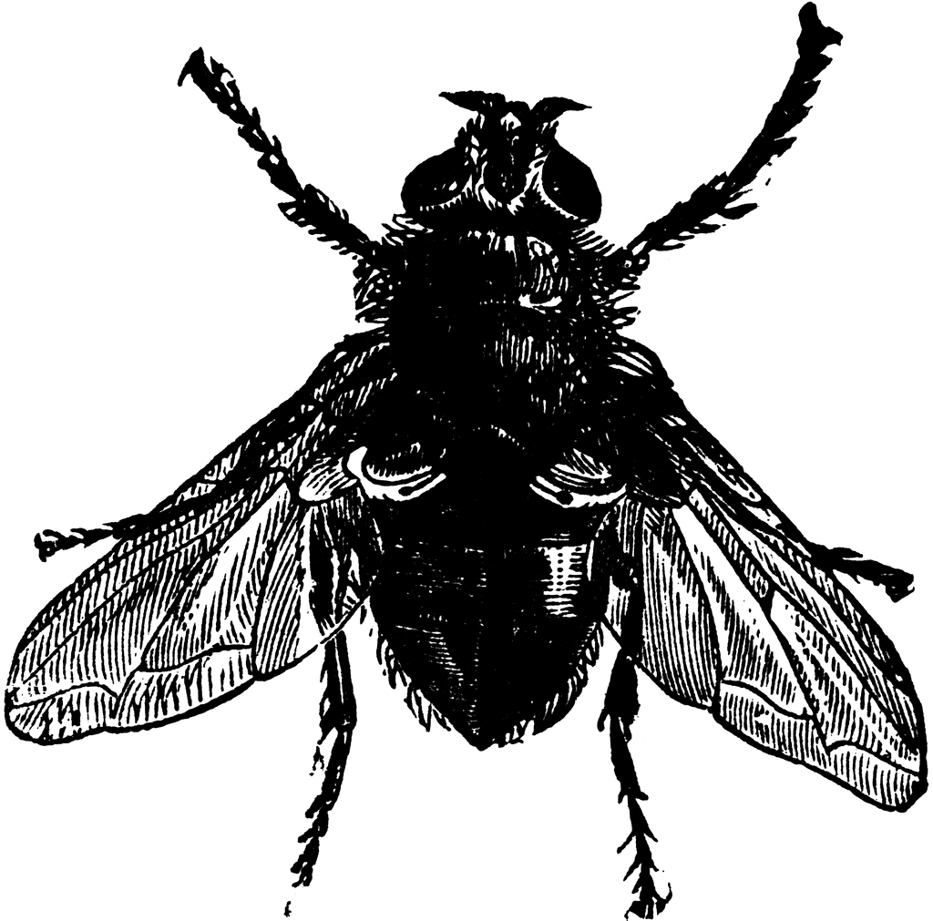 Blowfly clipart #9, Download drawings