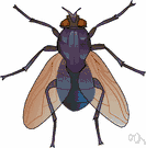 Blowfly clipart #17, Download drawings