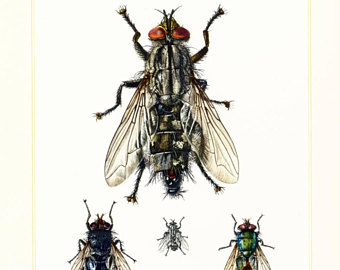Blowfly svg #14, Download drawings