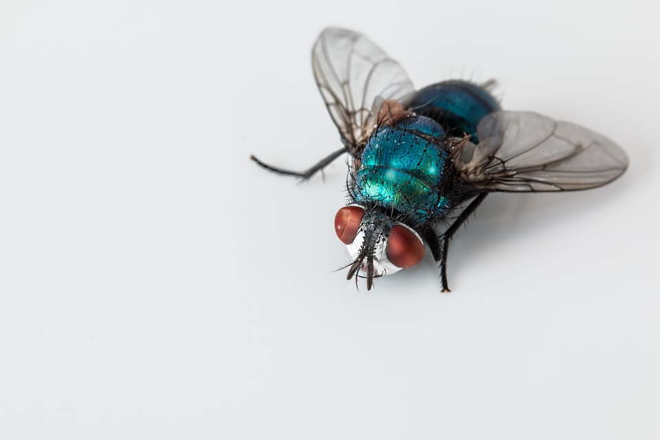 Blowfly svg #17, Download drawings