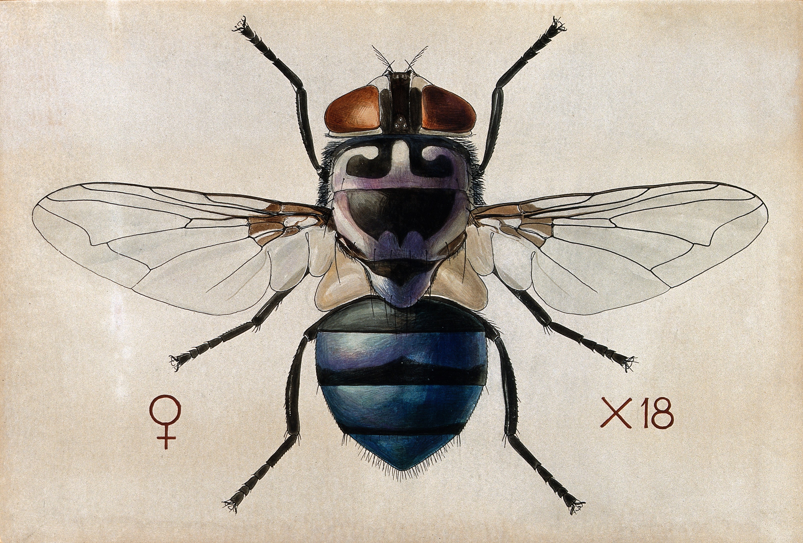 Blowfly svg #2, Download drawings