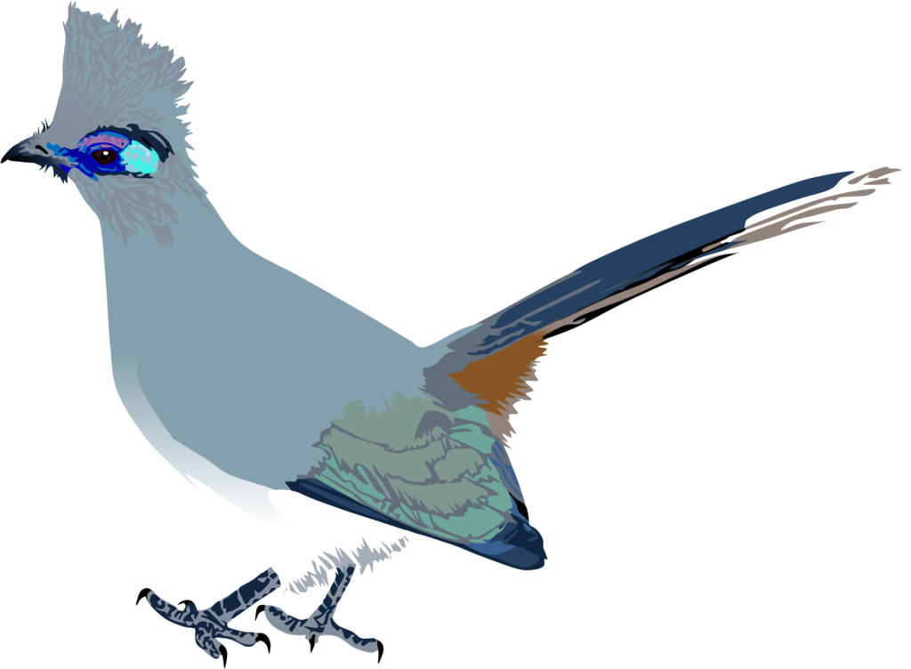 Blue Coua clipart #14, Download drawings